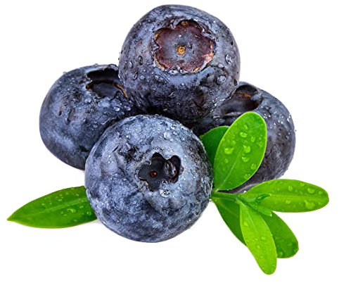 wild heidelbeeren samen,heidelbeere blaubeeren, bio saatgut balkon garten saat pflanzen winterhart obst frisch baumsamen bonsai tree garten pflanzen winterharte 300 Stück