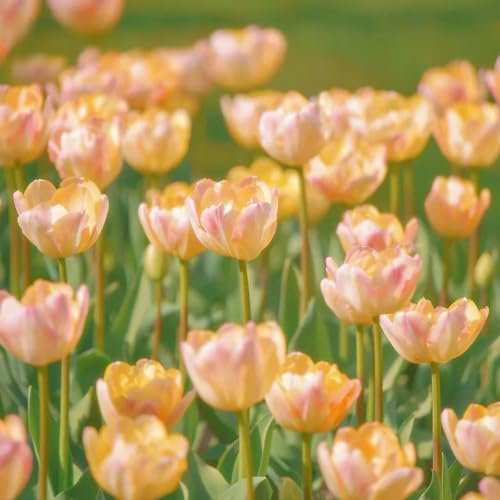 6 pcs tulpenzwiebeln pflanzen - blumenzwiebeln zwiebel frühblüher wildblumen tulpenzwiebel,tulpen zwiebeln mehrjährig, praktische geschenke frühlingsblumen zwiebeln bodendecker pflanzen