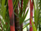 Seedeo Rotstielpalme (Cyrtostachys renda) 10 Korn