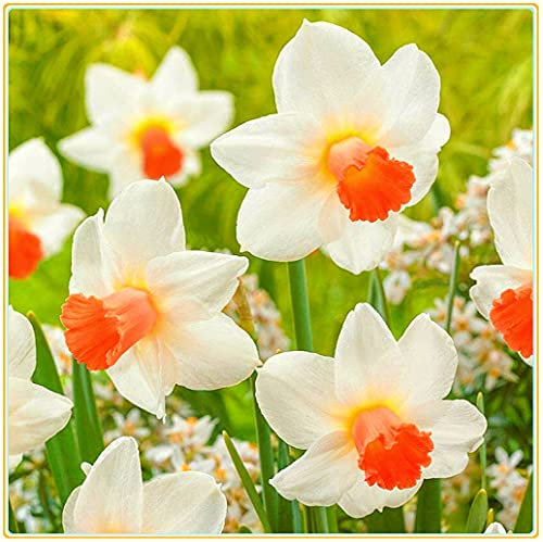 Narciso Bulbs-Valentine Day Presente Alta Frequenza di Sopravvivenza Charme Floral-18 Lampadine, Bianco Rosso