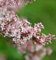 Hochstamm Herbst Flieder Superba 80-100cm - Syringa microphylla