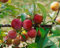 Prunus domestica 'Königin Viktoria' 40 cm Stammhöhe - Pflaume, süße Früchte, Erntezeit August-September, ideal für Obstgärten, pflegeleicht und ertragreich