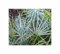 Stk - 5x Chamaerops humilis var. Cerifera - Blaue Zwergpalme Palmen - Samen ID1645 - Seeds & Plants Shop by Ipsa