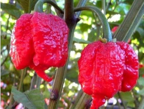 15 SEMI DI PEPERONCINO CAROLINA REAPER