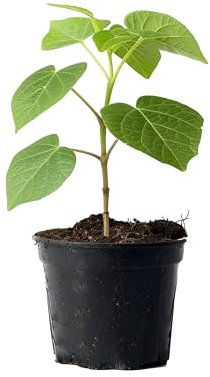 Myoshome - Paulownia Fortunei Planta Natural 50-70 cm con Maceta Plástico, Árbol Rápido Crecimiento, Ideal para Jardín, Terraza o Interior, Planta Ornamental y Purificadora de Aire. Paulownia Fortunei