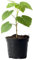 Myoshome - Paulownia Fortunei Planta Natural 50-70 cm con Maceta Plástico, Árbol Rápido Crecimiento, Ideal para Jardín, Terraza o Interior, Planta Ornamental y Purificadora de Aire. Paulownia Fortunei