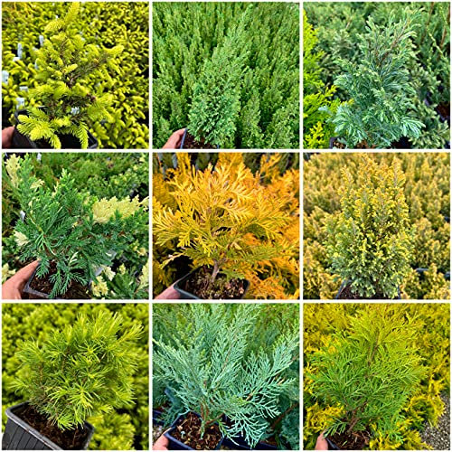 8 Pack | 9cm Pots | Dwarf Slow Growing Mixed Conifers Small Evergreen Trees Evergreen Shrub Variety