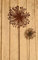STEINFIGURENWELT GIEBEN Blume Pusteblume Pflanze 15cm + Stab Edelrost Rost Gartenstecker rostige Gartendekoration