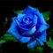 Rosenpflanze zwiebeln,Winterharte mehrjährig pflanzen,rosenrhizom,lila rose pflanze kaufen,rosenzwiebel,osiria rose pflanze,duftende rosen winterhart,blumenzwiebeln winterhart.-2zwiebeln-E