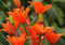 Portal Cool Samen Paket: 6 orange che Lilie Zwiebeln GröÃŸe 16/18 nförmigen Hoch Garten Perennial