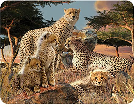 3D LiveLife Magnet - Geparden Klan von Deluxebase. Linsenförmige 3D Große Katze Kühlschrankmagnet. Dekoration für Kinder und Erwachsene mit Kunstwerk lizenziert von bekannt Künstler, David Penfound
