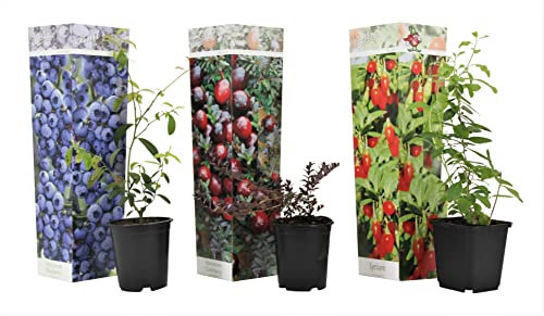 Plant in a Box - Superfrutti - Mix di 3 - Alberi da frutto - Mirtillo - Mirtillo rosso - Goji - Vaso 9cm - Altezza 25-40cm