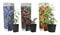 Plant in a Box - Superfrutti - Mix di 3 - Alberi da frutto - Mirtillo - Mirtillo rosso - Goji - Vaso 9cm - Altezza 25-40cm