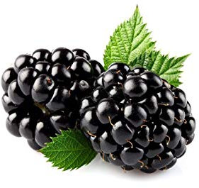 1 PIANTA di Mora Gigante Triple Crown Produce GROSSI Frutti
