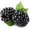 1 PIANTA di Mora Gigante Triple Crown Produce GROSSI Frutti