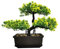 MOVKZACV Künstliche Pflanzen, künstlicher Bonsai-Baum, Raumdekoration für Eingangsbereich, Schlafzimmer, ästhetisch und Bauernhaus, Badezimmer, Bücherregal, Zimmer, Schreibtisch, Dekoration, 27,9 x