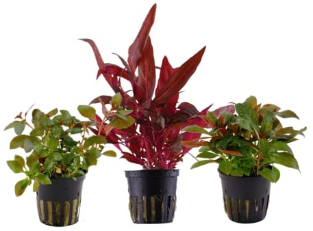 AquaOne Aquarium Pflanzen 3x Wasserpflanzen Stängelpflanzen Alternanthera | Rote Aquarienpflanzen, Ludwigia, Set mit 3 echten schönen Aquariumpflanzen