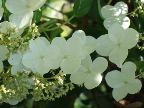 Hydrangea anomala petiolaris Semi ortensia rampicante!