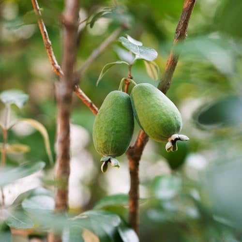 Pianta vera di Acca sellowiana - Diametro Vaso Ø 18 cm