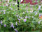 1 paquete 50 Semillas Semillas de hierba gatera Nepeta Cataria rara hierba D033, fácil crecer Perenial Bonsai hierba gatera, regalo para su gato