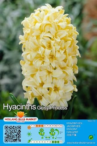 Hyazinthenzwiebeln : Hyacinthus - Hyazinthe Gipsy Princess duftend 3 Blumenzwiebeln