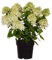 Rispen-Hortensie 'Magical Candle', Hydrangea, Gartenpflanze, pflegeleicht, Blütenstrauch, weißblühend, winterhart, dekorative Pflanze