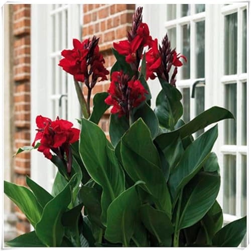 Mehrjährige Blumenzwiebel ist winterhart, Garden,Mysteriöse magische Glühbirne,Lebende Pflanzen,Blumenzwiebel Mix ,3years-2 Indisches Blumenrohr Zwiebeln-J