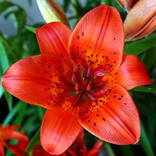 Bulbi di giglio Bulbo fiore Lilium Plante bulbi Bulbi a fioritura estiva Giglio gigante Forte crescita
