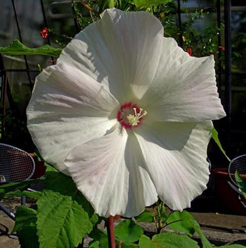 Staudeneibisch Summerific French Vanilla 40-60cm - Hibiscus moscheutos