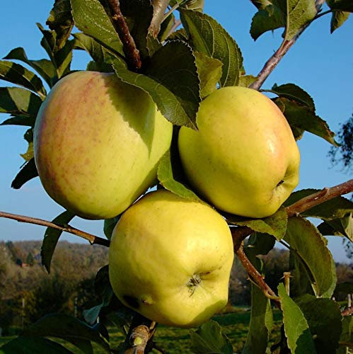 Glockenapfel Winterapfel Lagerapfel Apfelbaum Buschbaum 110-140 cm wurzelnackt Unterlage M7