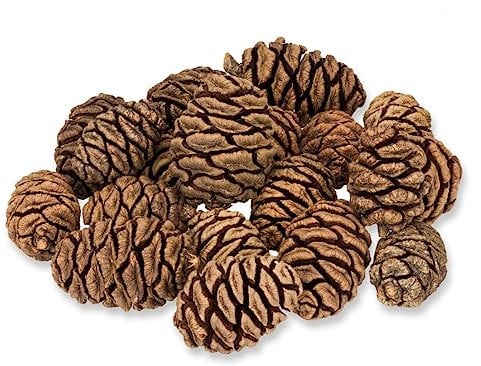 NaDeco Mammutbaum-Zapfen, 1kg, Größe 3 bis 5cm, ca. 90 Stück | Sequoia gigantea | Sequoia-Zapfen | Mammutbaumzapfen | Sequoiadendron giganteum | Dekozapfen | Tannenzapfen