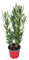 I Giardini di Giulia | Nerium Oleander Ø18 H.65 | Pianta Sempreverde con Fiori Colore Bianco| Ideale per Giardini, Terrazzi e Siepi | Resistente e Facile da Coltivare (Fiori rossi)