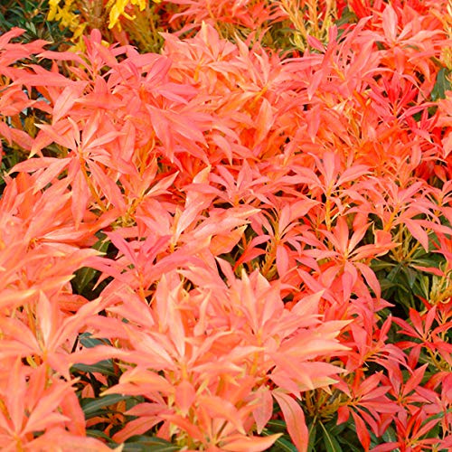 Pieris 'Forest Flame'- Andromède 'Forest Flame' 20-30 cm en conteneur
