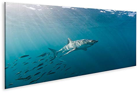 islandburner Bild auf Leinwand Großer Weißer Hai Und Fischschwarm Bilder Wandbilder Poster