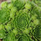 200 pcs Hauswurz pflanzen samen - deko wohnzimmer modern fleischfressende pflanzen,Sukkulenten sukkulente,succulent plants balkonpflanzen winterhart indoor garten zimmerbonsai bonsai
