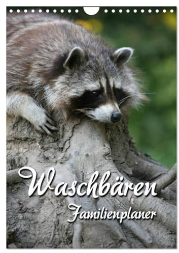 Waschbären Familienplaner (Wandkalender 2026 DIN A4 hoch), CALVENDO Monatskalender: Putzige Räuber (CALVENDO Tiere)