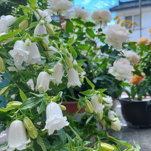 glockenblume - gartenblumen zimmerpflanzen glockenblume blumensamen, kletterpflanzen winterhart, bio balkon garten geschenke für frauen 150samen