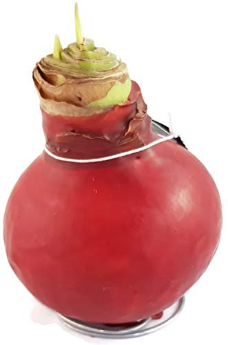 Fangblatt - rote gewachste Amaryllis als besondere Dekoration für Ihr zu Hause - Pflegeleichte Blumenzwiebel blüht und wächst ohne Gießen