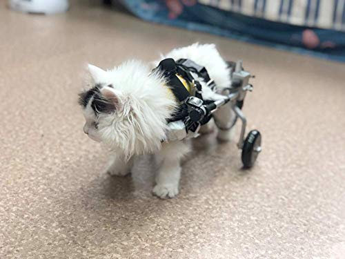 Cora Pet Fahrradanhänger Rollstuhl Hunderollstuhl für Kleiner Hund Katze Kaninchen Hinterbein/Hintere Füße, Hunderollwagen Gehhilfe Hundegehilfe, Wagen für Haustier