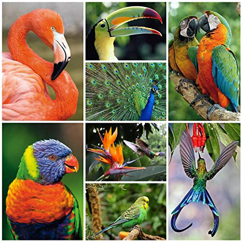 40 TierpostkartenEXOTISCHE VÖGEL (8 Motive á 5 St. = 40 St.) - Postkarten-Set Tiere für Kinder, Postcrossing etc.von EDITION COLIBRI