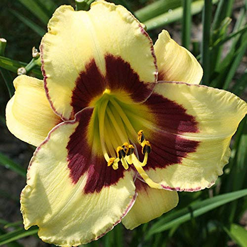 6 x Hemerocallis 'El Desperado' - Vivaces Contenedor Pequeño 9cm x 9cm