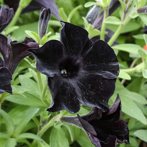 100 graines de pétunia noires