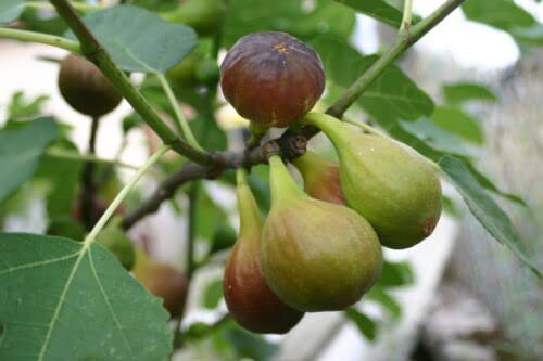 1 x Large Fig Tree 'Brown Turkey' in a 12cm Pot, Ready to Fruit, Sweet Taste