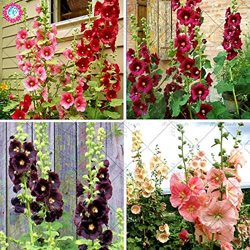 100Pcs Malve Seeds (Alcea rosea ‚Nigra‘) Mischfarben-Blumensamen Staude für Garten-Ausgangs Beautifying Dekoration 1