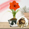 Amaryllis Zwiebel Double Orange - 1 Blumenzwiebel in Großformat 26/30 - Exklusive Blumenzwiebeln Amarillis - Echte Pflanzen aus Holland - Hippeastrum Zwiebeln (keine Samen, Wachs und nicht künstlich)