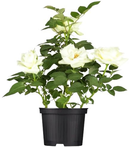 Rosal Arbustivo Blanco Natural Planta de Primavera para Renovar tu Jardín