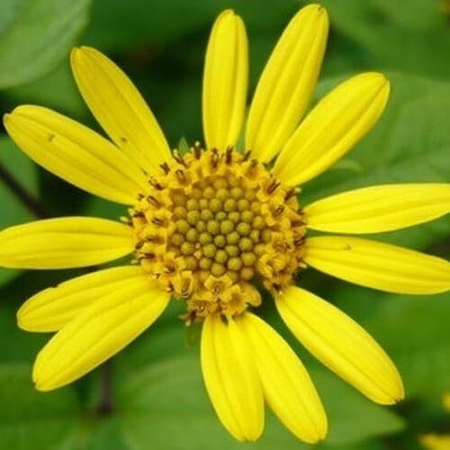 Plant World Seeds - Leptocarpha Rivularis Seeds (Perennial Flower Seeds)