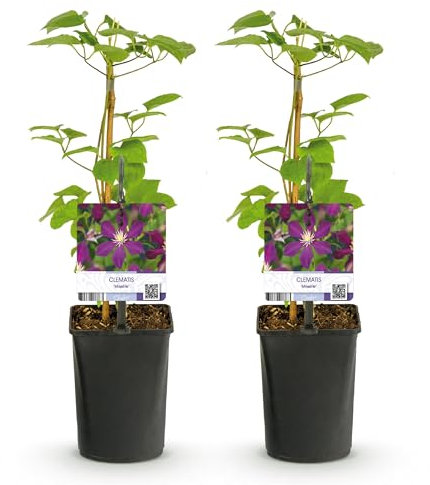 GreenboutiQ - Kletterpflanze - Clematis Mikelite - Blüte Lila - Wenig Pflege - 2 Pflanzen - Topf 11cm Höhe 40cm