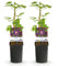 GreenboutiQ - Kletterpflanze - Clematis Mikelite - Blüte Lila - Wenig Pflege - 2 Pflanzen - Topf 11cm Höhe 40cm