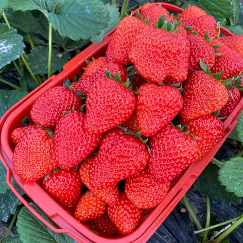 300 pcs erdbeeren samen garten deko erdbeer samen，erdbeersamen plantura bodendecker geschenk bio saatgut blumenwiese samen mehrjährig garten samen erdbeeren pflanzen pflanzen winterharte